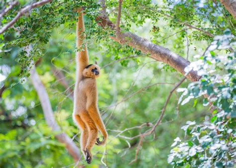 13 Of The Cutest Tree Dwelling Animals In The World