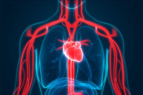 Pulmonary Vein The Definitive Guide Biology Dictionary