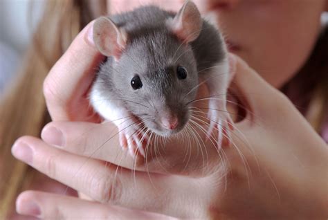 Las Ratas Como Mascota Hogarmania