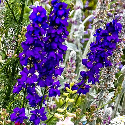 Larkspur Giant Imperial Mix Seed Consolida Ajacis Sugar Creek Gardens