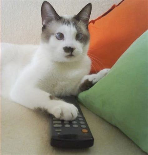 Ten Cats Who Hog The Tv Remote And Control What Theirs Watch