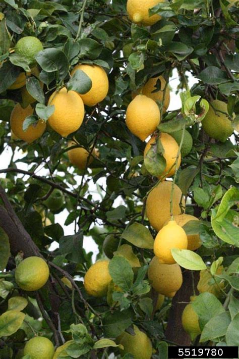 Limonero Fino 95 Citrus X Limon Cv Limonero Fino 95