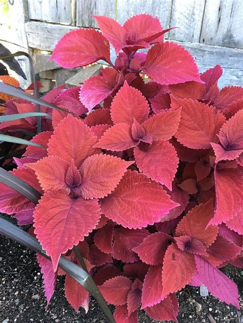 15 Gorgeous Plants With Red Leaves In India India Gardening