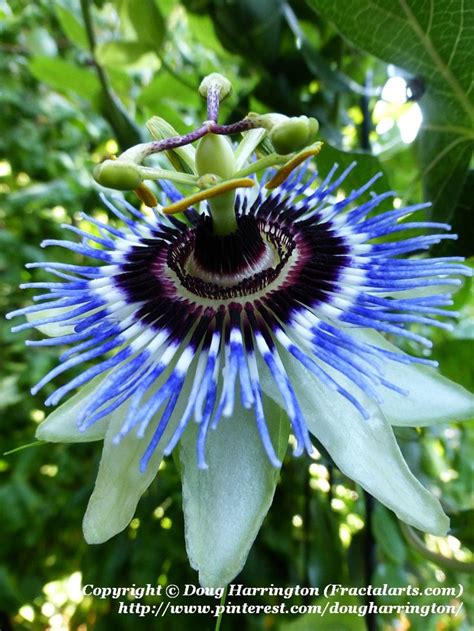 Hardy Blue Passion Flower Vine In My Garden Love These Passiflora