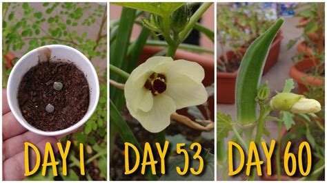 Adequate humidity and moisture is strictly maintained in storage as well as transit. How to grow Okra/ Lady Finger/ Bhindi in pot from seed to ...