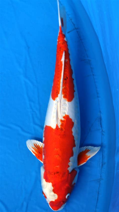 Japanese Koi Fishjapanischer Koi Fisch・ Kikusui Nishikigoi 穂積トレイド 2924