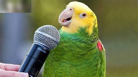 Top 5 Aves Que Hablan Más Increíbles Del Mundo Captadas En Cámara Youtube