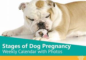 Top 10 Pitbull Pregnancy Week By Week Pictures You Need To Know