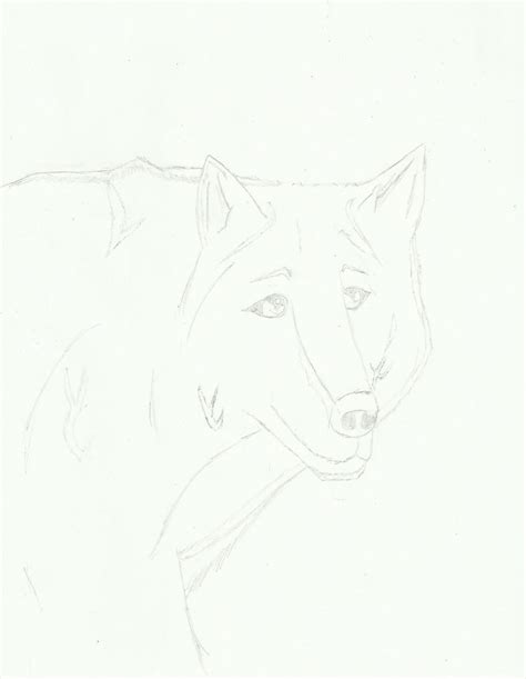 Wolf Sketch By Tumbleweed444 On Deviantart