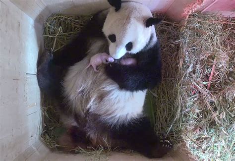 Giant Panda Stuns Zookeepers With Twins While Scans Only