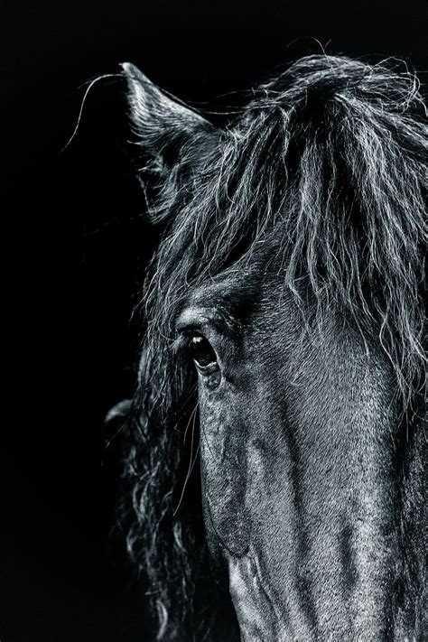 Hd Wallpaper Close Up Photo Of Black Horse Head Portrait Pony Dark