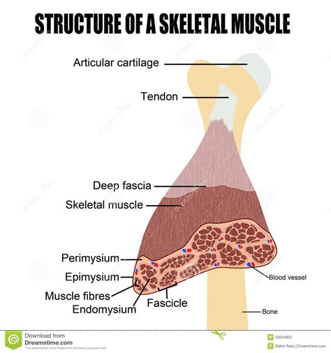 Structure Of A Skeletal Muscle Royalty Free Stock Photo - Image: 29024805