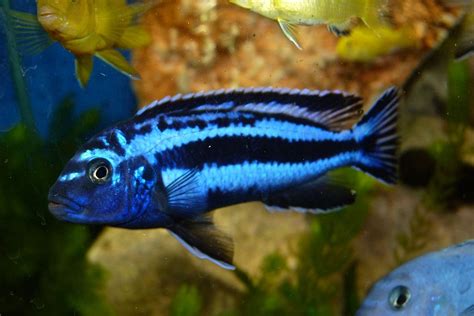 African Cichlids Breeds