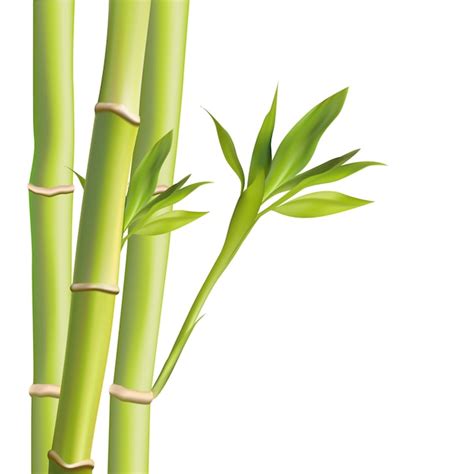 Bambou Feuilles Illustration Illustration Avec Des Objets Isol S