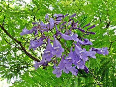 Jacaranda Mimosifolia Jacarandá Palisandro Tarco