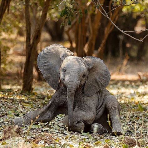 Pretty Pachyderms Elephant Elephants Photos Animals Beautiful