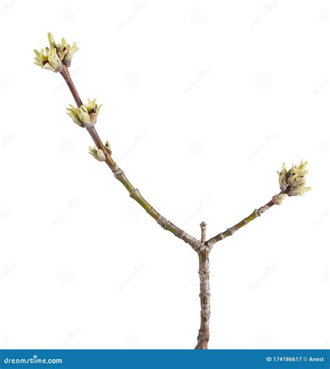 Ash Tree Flower Buds Stock Image Image Of Season Branchlet 174186617
