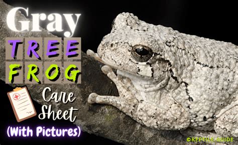 Gray Tree Frog Facts And Care Sheet With Pictures