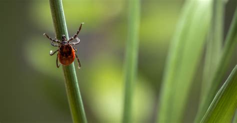 Ticks And Lyme Disease What You Need To Know Prosper Natural Health