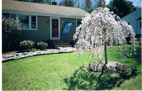 While weepyness occurs in nature, most weeping trees are cultivars. Snow Fountain Weeping Cherry Tree. I want one of these out ...