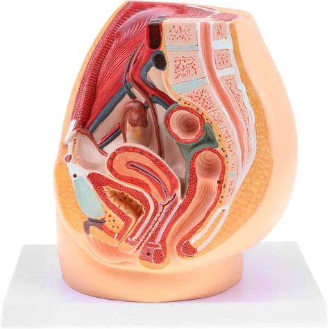 DJ MJJ Anatomie féminine du système de Reproduction de l utérus urinaire chez la Femme modèle