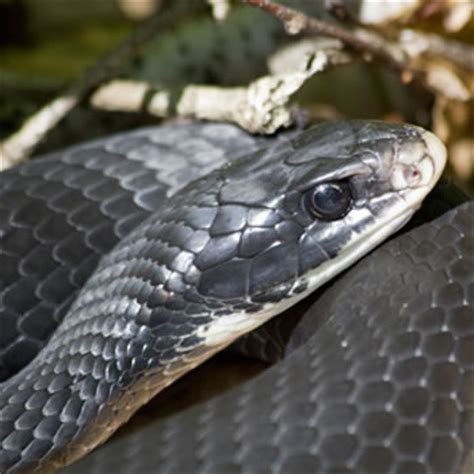 Get info on catseye pest control. Florida Snakes | Catseye Pest Control