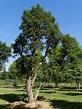 Quercus suber | Cork oak - Van den Berk Nurseries