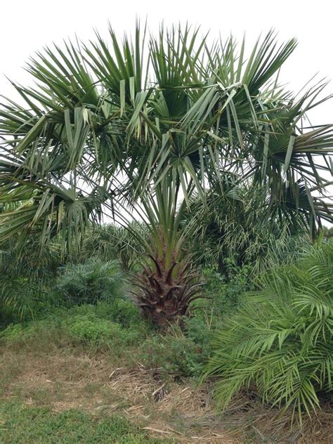Nitida Palm Livistona Nitida Palmco Wholesale Palms Florida