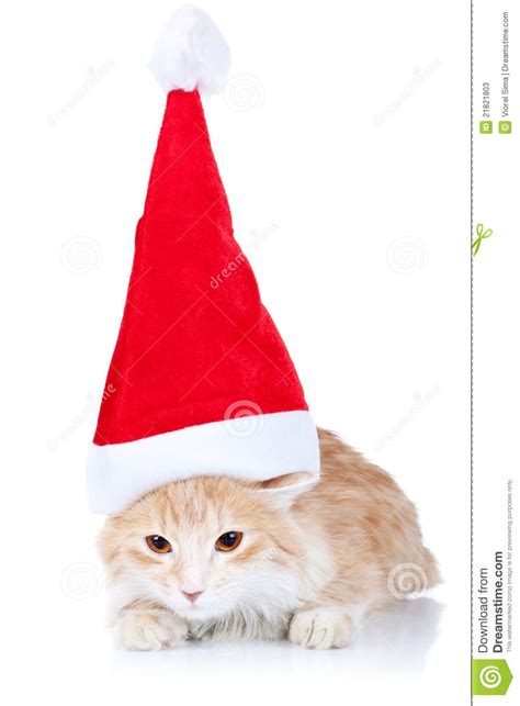 Red And White Cat Wearing A Santa Hat Stock Photos Image 21821803