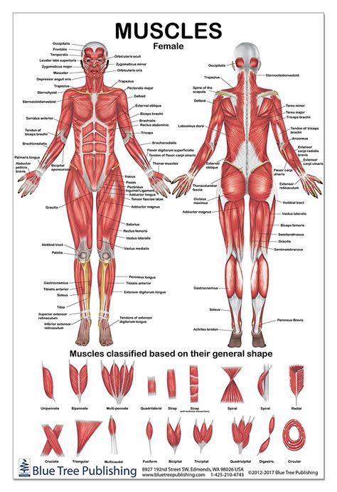 Body Muscle Chart Back Muscles Of The Shoulder And Back Laminated