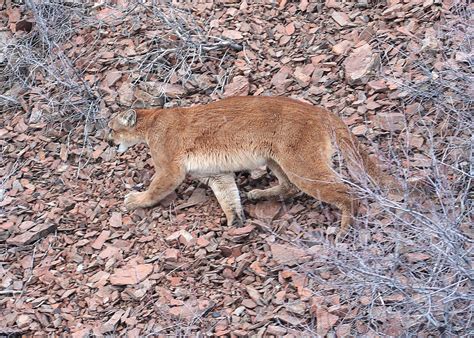 Oregon Wildlife Officials Hunt For Killer Cougar