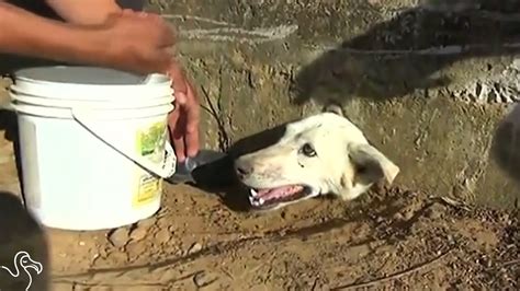 Animasi film tiktok viral 2021 stuck in the walls. Dog Whose Head Got Stuck In Wall Gets Dramatic Rescue ...