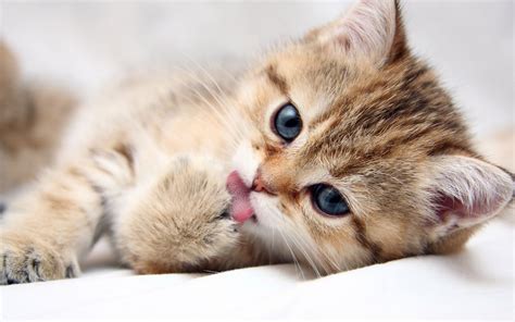 #cat #cats #kitty #kitten #gato. Cute Cats #5 | Cute Cats