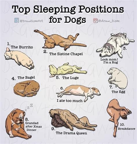 Pin By Judub On Dog ️ Dog Sleeping Positions Sleeping Dogs Dog Body