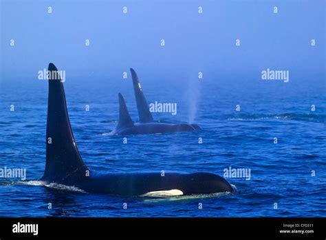 Killer Whales Orcinus Orca In The Queen Charlotte Strait Off