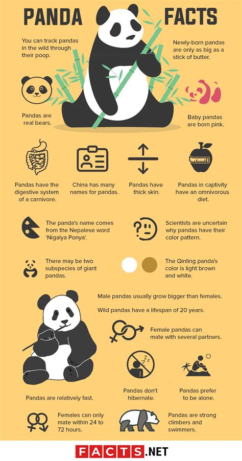 How Long Do Giant Pandas Live The Giant Panda Bear