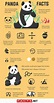 50 Giant Panda Facts That You Never Knew About - Facts.net