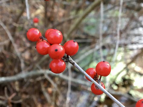 Winterberry And Other Winter Berries Seashore To Forest Floor