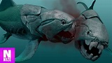 Die 10 Stärksten Wassertiere Aller Zeiten! - YouTube
