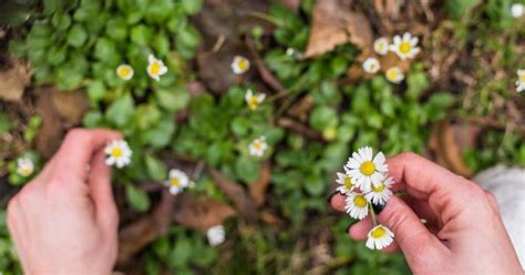 8 Pics Identifying Common Garden Weeds Uk And View Alqu Blog