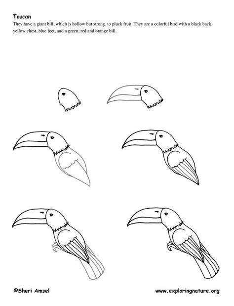 27 Toucan Drawing Step By Step Brogynkoshan