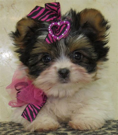 The maltipoo is a cross between a maltese and toy or miniature poodle. 137 best Elegant Maltipoo Puppies For Sale images on Pinterest