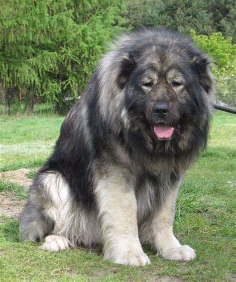 Caucasian Ovcharka Huge Dogs Caucasian Shepherd Dog Dog Breeds
