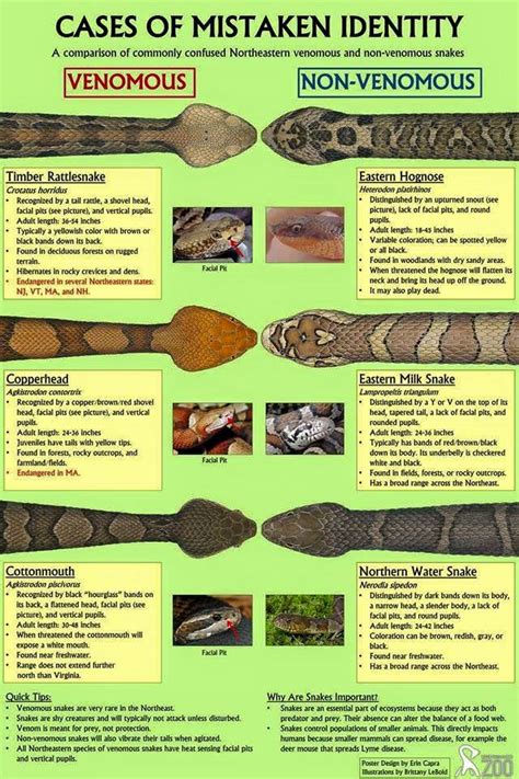 List of snakes by common name. What to do if you found a venomous snake in Massachusetts ...