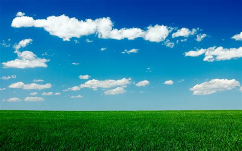 Free Download Clear Blue Sky Green Grass Field Hd Wallpaper