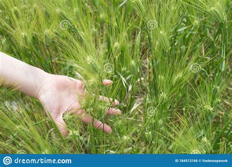 Hand In Wheat Field On Summer Day Outdoors Background Close Up Woman