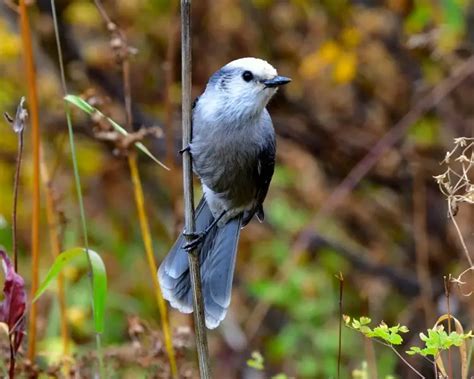 Gray Jay Zoopedia Wiki Fandom