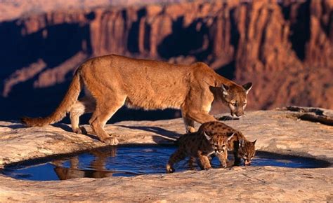 cougar and cubs look big cat cougar cat outdoors thirsty water two cub hd wallpaper