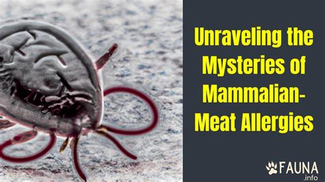 Unraveling The Mysteries Of Mammalian Meat Allergies Fauna