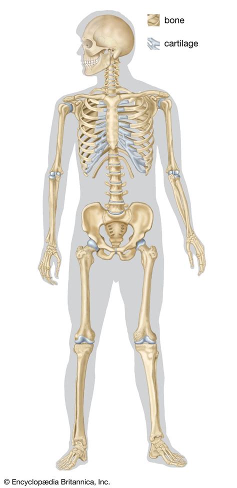 Human Skeleton Anatomy Human Skeletal System Skeleton